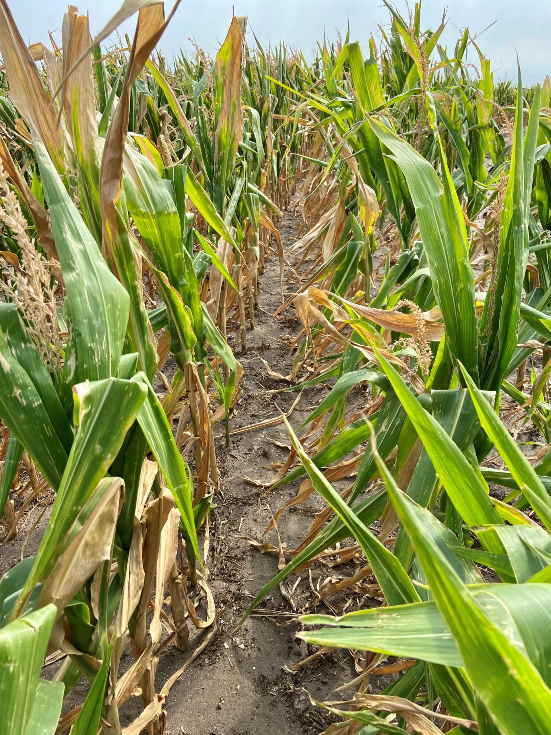 USDA Unveils More Details About The Emergency Relief Program Red River Farm Network