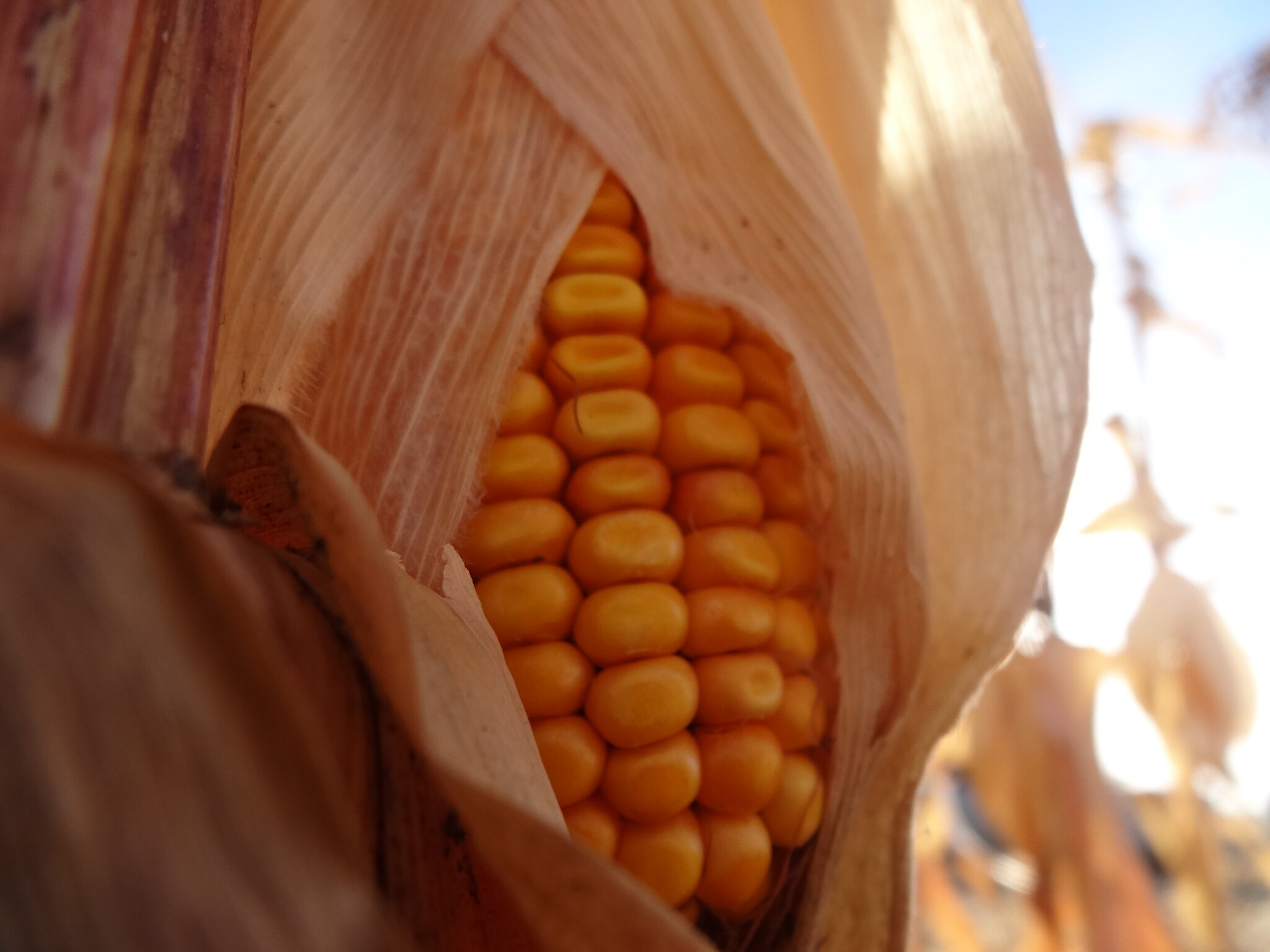 Seed Sample USDA Launches $180 Million Seed Initiative | Red River Farm Network
